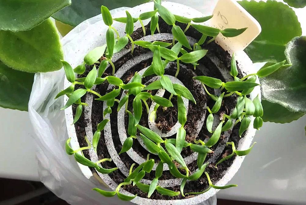 Рассада в «улитках»: как сэкономить место и грунт в три раза