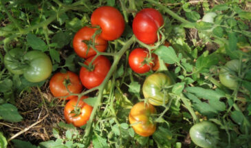Компактный томат, который забивает куст плодами: один сорт — даст урожай даже на подоконнике
