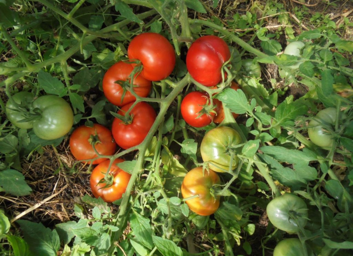 Компактный томат, который забивает куст плодами: один сорт — даст урожай даже на подоконнике