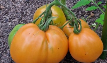 Этот томат перевернул всё: жёлтые помидоры без семян и со вкусом мёда — сорт «Олеся»