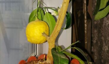 Лимон в квартире: три правила, без которых не будет урожая — всё гениальное просто