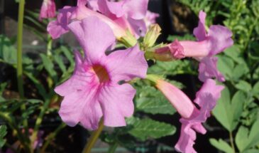 Этот цветок взорвёт ваш сад: инкарвиллея — красота, от которой невозможно отвести взгляд