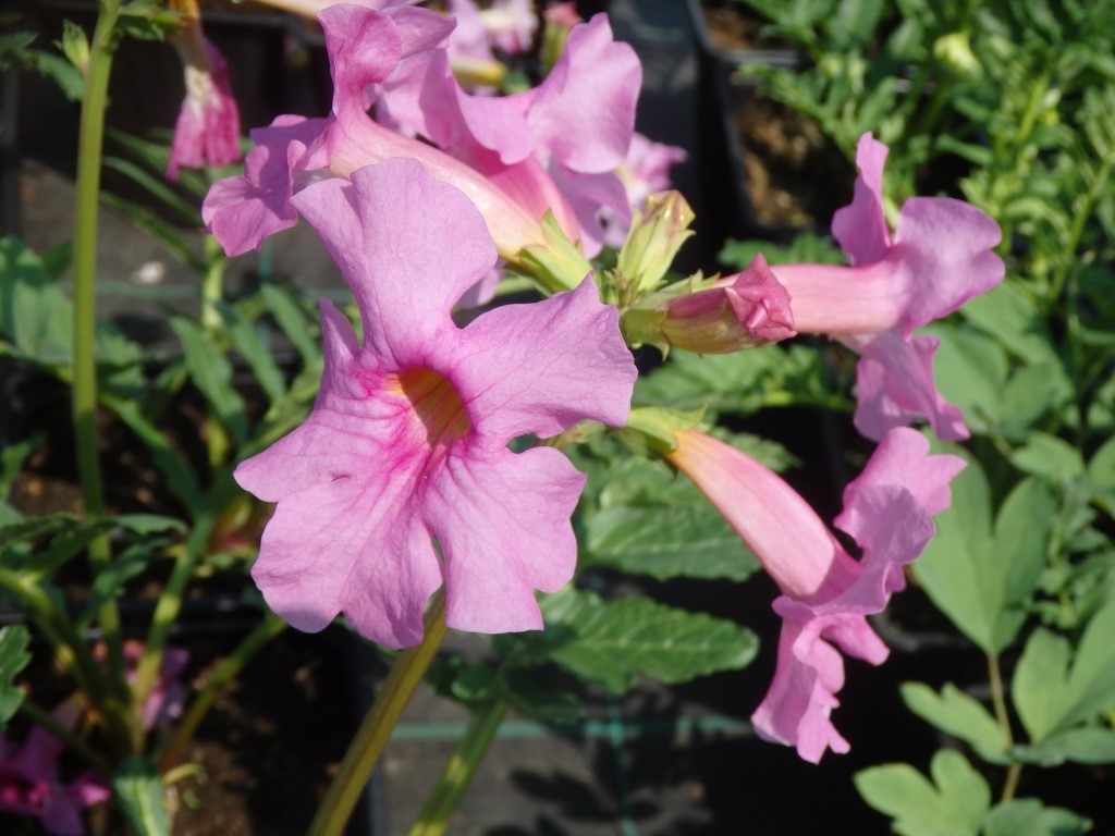 Этот цветок взорвёт ваш сад: инкарвиллея — красота, от которой невозможно отвести взгляд