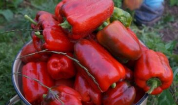 Перец-гигант «Гренадер»: один плод весом 650 г кормит всю семью