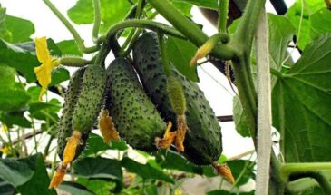 Огурцы для теплицы: 5 гибридов, которые дадут урожай уже в мае — сейте в конце марта