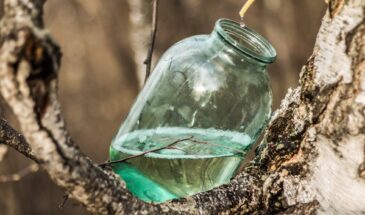 Что пить 30 марта по народным традициям: медово-берёзовый взвар для силы и здоровья