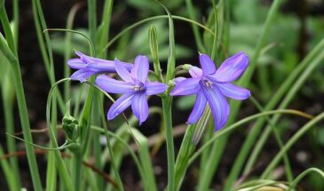 Иксиолирион: голубое чудо, которое зимует без укрытия и цветёт каждое лето