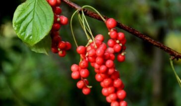 Лимонник китайский: как размножить лиану — три способа, которые работают