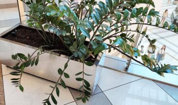 Как вырастить замиокулькас-гигант: пять правил ухода от агронома для пышного цветения