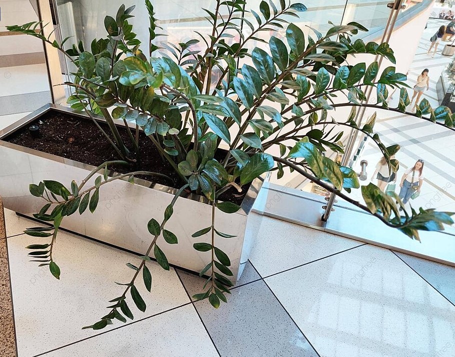 Как вырастить замиокулькас-гигант: пять правил ухода от агронома для пышного цветения