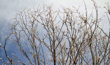 22 марта Сорок сороков: почему нельзя работать и злиться — приметы, которые привлекают весну и удачу