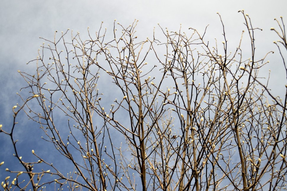 22 марта Сорок сороков: почему нельзя работать и злиться — приметы, которые привлекают весну и удачу