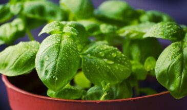 Базилик в открытый грунт: секрет посева, который даст ароматный урожай всё лето