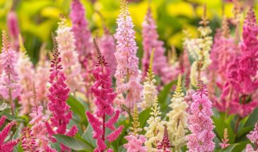 Астильба для дачи: 5 сортов, цветущих всё лето в тени и на ветру