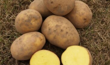 Картофель Гала: плюсы, о которых знают все, и минусы, о которых молчат