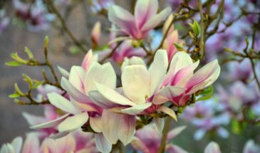 Как вырастить магнолию из семян: пошаговая инструкция для умеренного климата