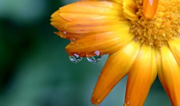 Календула в теплице с огурцами: как оранжевые цветы спасают урожай от мучнистой росы без химии