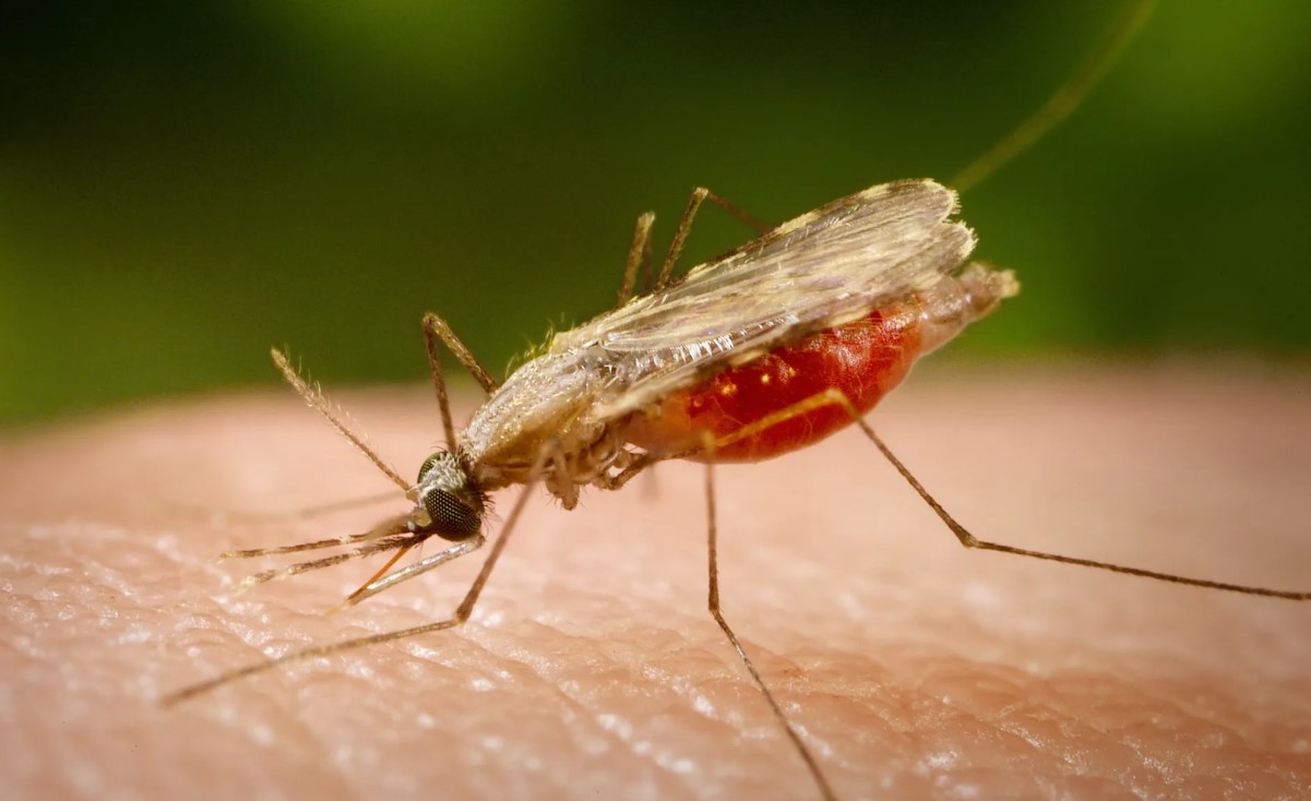 Самодельная ловушка для комаров из бутылки: как сделать устройство, которое работает лучше магазинных