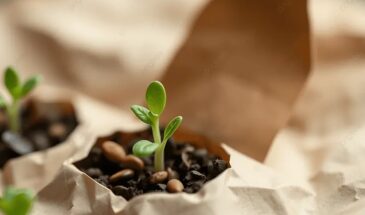 Семена не всходят? 2 секретных приёма, которые заставят их прорасти в 2 раза быстрее — даже если вы опоздали с посадкой!