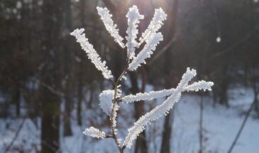 1 марта: почему в Ярилин день нельзя ругаться с детьми — и что сулит густой туман? Народные приметы