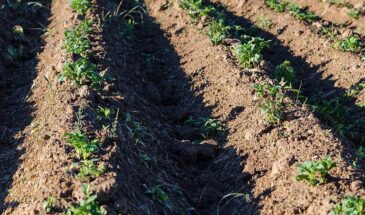 Народный способ для картофеля: что класть в лунку, чтобы урожай вырос в три раза