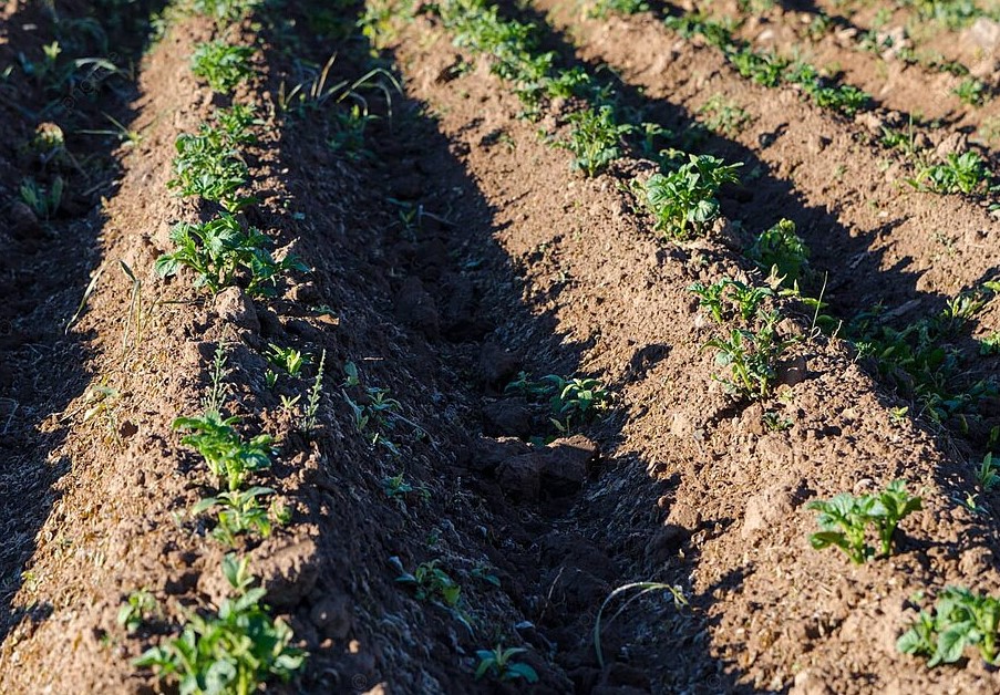 Народный способ для картофеля: что класть в лунку, чтобы урожай вырос в три раза