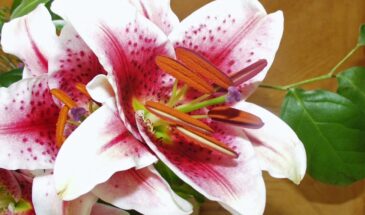 Амариллис: как заставить луковицу цвести дважды в год — простое руководство для новичков