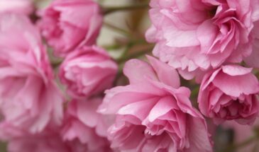 Пион не цветет? Вы посадили его не в тот сезон: почему осень — единственный правильный выбор