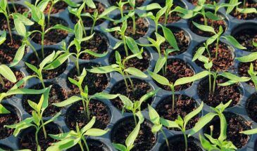 Почему перец всходит так долго: настоящая причина, о которой молчат производители семян