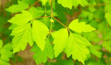 Штраф до 700 тысяч: за это дерево на даче с 1 марта начнут наказывать