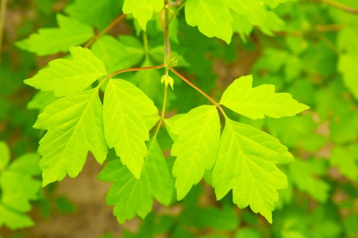 Штраф до 700 тысяч: за это дерево на даче с 1 марта начнут наказывать