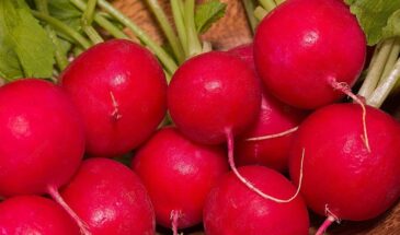 Редис на подоконнике за 3 недели: секрет, который гарантирует урожай с первого раза