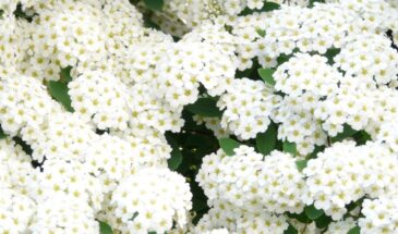 Сад без усилий: три долгожителя, которые заменят вам ландшафтного дизайнера