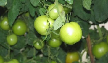 Рыбьи головы под томаты: старый секрет, который даёт урожай без химии и дорогих удобрений