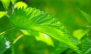 Секрет волос у японцев: простое растение, которое маскирует седину и укрепляет корни