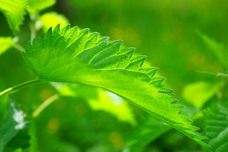 Секрет волос у японцев: простое растение, которое маскирует седину и укрепляет корни