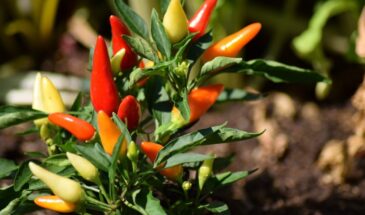 Февральский посев: что посадить на подоконнике сейчас, чтобы летом собрать урожай, а не слёзы