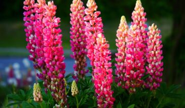 Альтернатива петунии: махровый львиный зев и катарантус для пышного цветения до заморозков