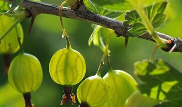 Одна щепотка после снега — и крыжовник со смородиной дадут рекордный урожай