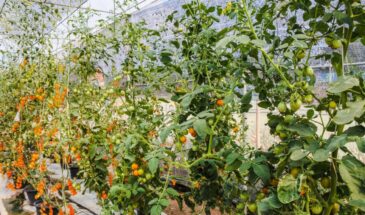 Слаще конфет: 5 отборных сортов черри, которые заменят десерты и вырастут даже у новичка