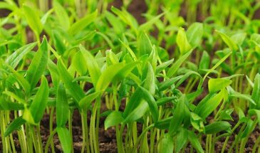 Не сыплю грунт до края: хитрость с перцем, которая делает стебли толстыми как карандаш