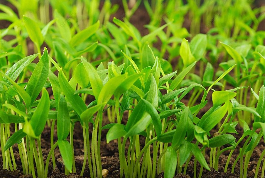 Не сыплю грунт до края: хитрость с перцем, которая делает стебли толстыми как карандаш