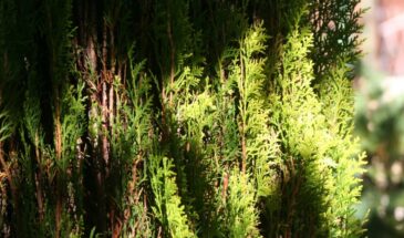 Туя из черенка за месяц: 6 правил для 100% укоренения — метод, который работает всегда