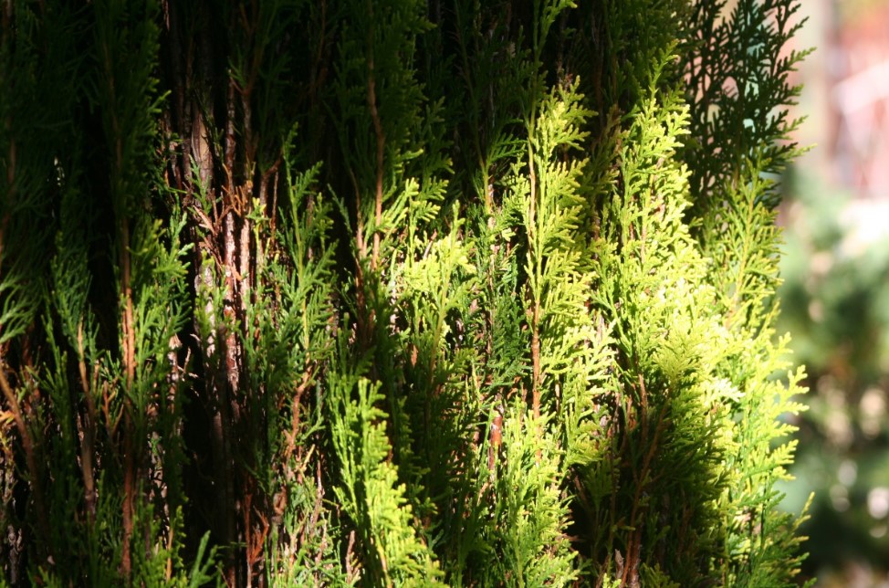 Туя из черенка за месяц: 6 правил для 100% укоренения — метод, который работает всегда