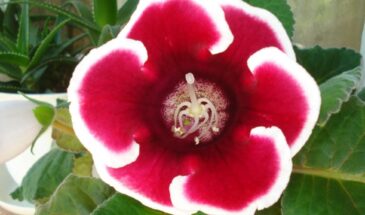 Глоксиния погибает: 10 ошибок новичков, которые убивают цветок за считанные дни