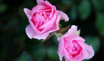 Медная проволока в яме для розы: один секрет, который спасёт куст от грибка на годы вперёд