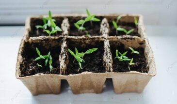 Универсальный грунт убивает рассаду: один рецепт для каждой культуры, который гарантирует мощный рост