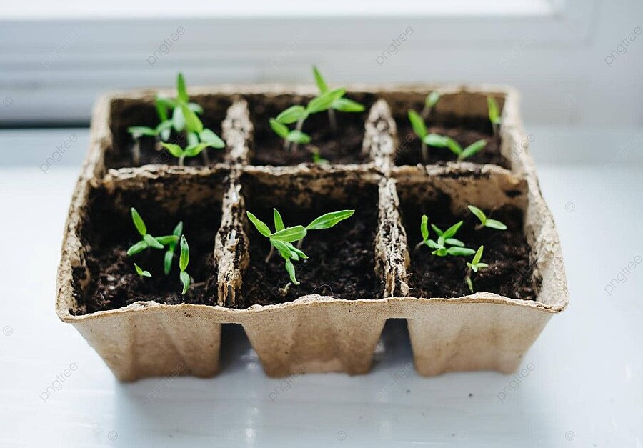 Универсальный грунт убивает рассаду: один рецепт для каждой культуры, который гарантирует мощный рост