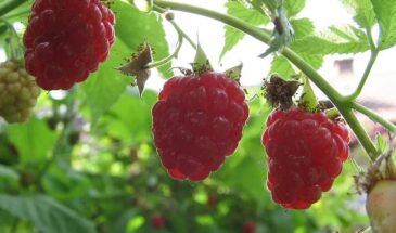 Малина в марте: одна ошибка, которая лишит вас урожая, а опытные садоводы её не допускают