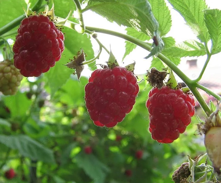 Малина в марте: одна ошибка, которая лишит вас урожая, а опытные садоводы её не допускают